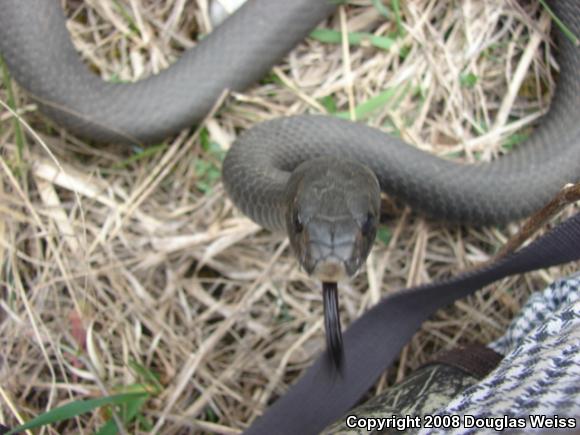 Northern  Black Racer (Coluber constrictor constrictor)