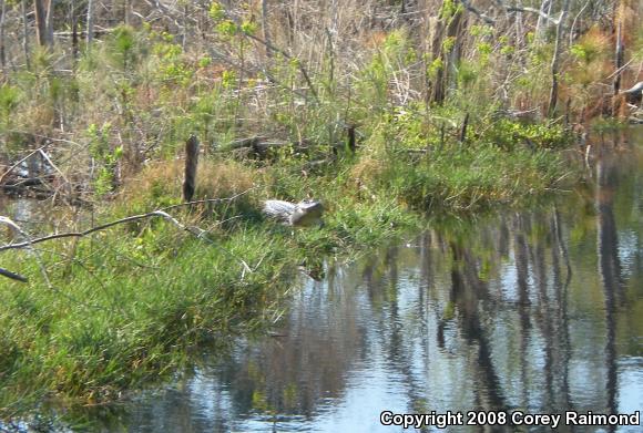 American Alligator (Alligator mississippiensis)