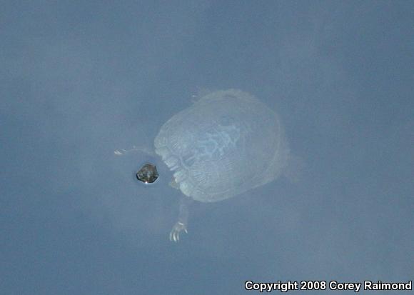 Pond Slider (Trachemys scripta)