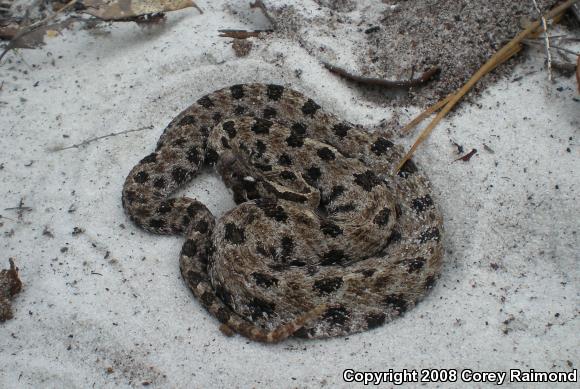 Pigmy Rattlesnake (Sistrurus miliarius)