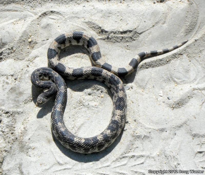 Northern Pinesnake (Pituophis melanoleucus melanoleucus)