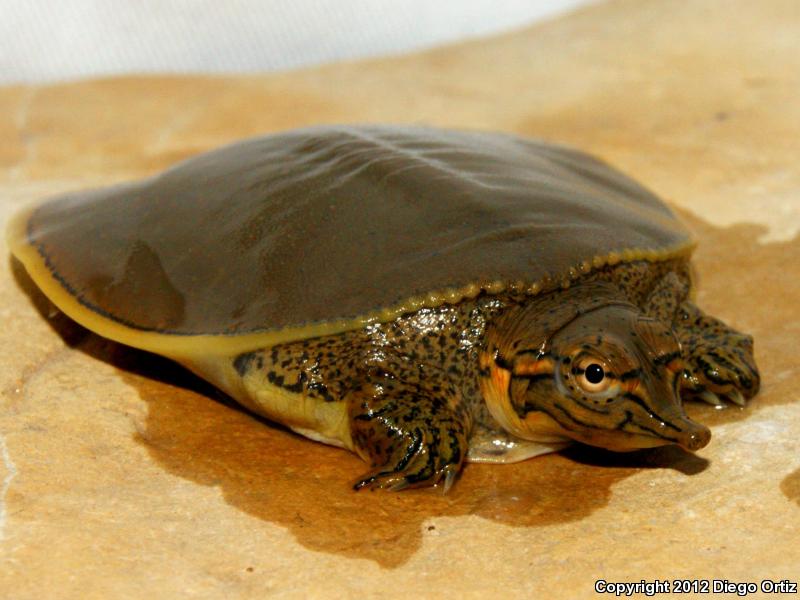 Pallid Spiny Softshell (Apalone spinifera pallida)