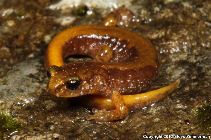 Van Dyke's Salamander (Plethodon vandykei)