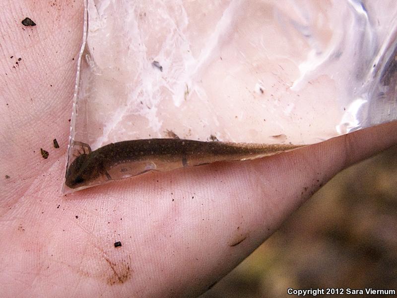 Texas Salamander (Eurycea neotenes)