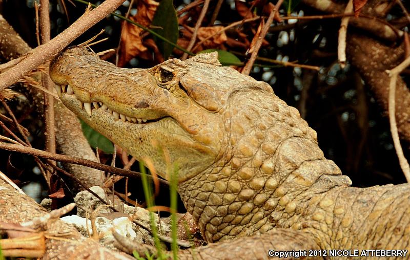 Spectacled Caiman (Caiman crocodilus)