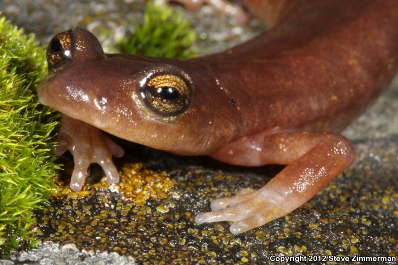 Limestone Salamander (Hydromantes brunus)