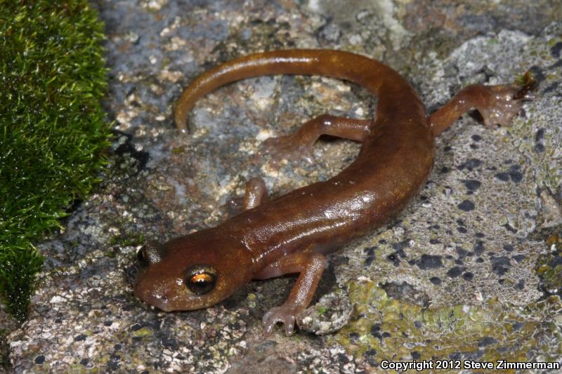 Limestone Salamander (Hydromantes brunus)