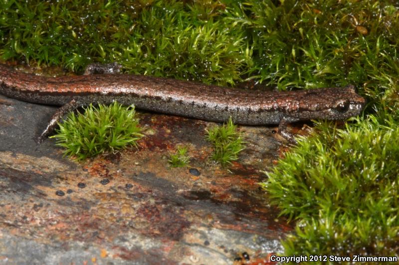 Hell Hollow Slender Salamander (Batrachoseps diabolicus)