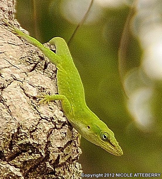 Cuban Green Anole (Anolis porcatus)