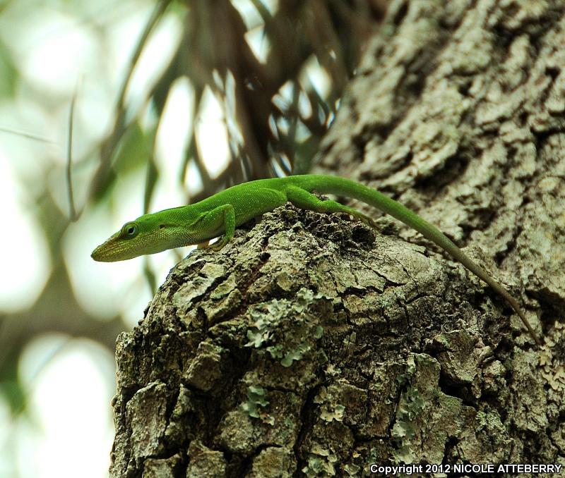 Cuban Green Anole (Anolis porcatus)