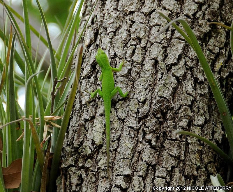 Cuban Green Anole (Anolis porcatus)