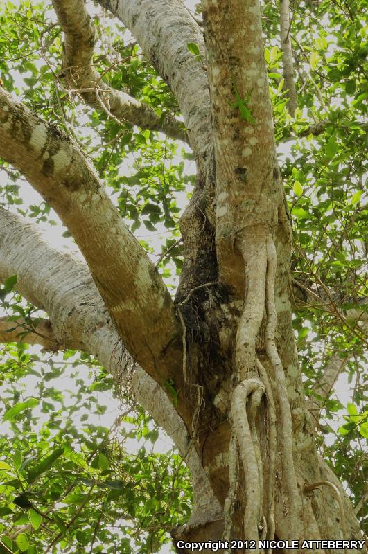 Jamaican Giant Anole (Anolis garmani)