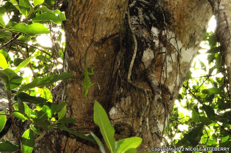 Jamaican Giant Anole (Anolis garmani)