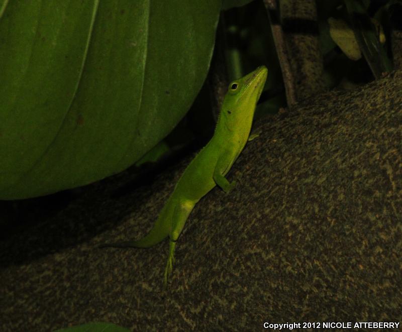 Jamaican Giant Anole (Anolis garmani)