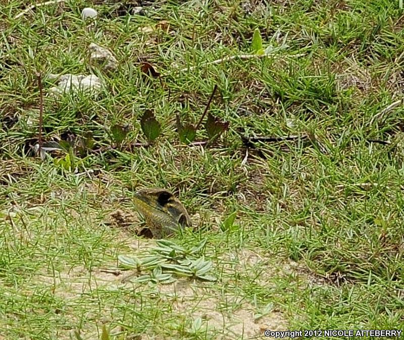 Butterfly Lizard (Leiolepis belliana)