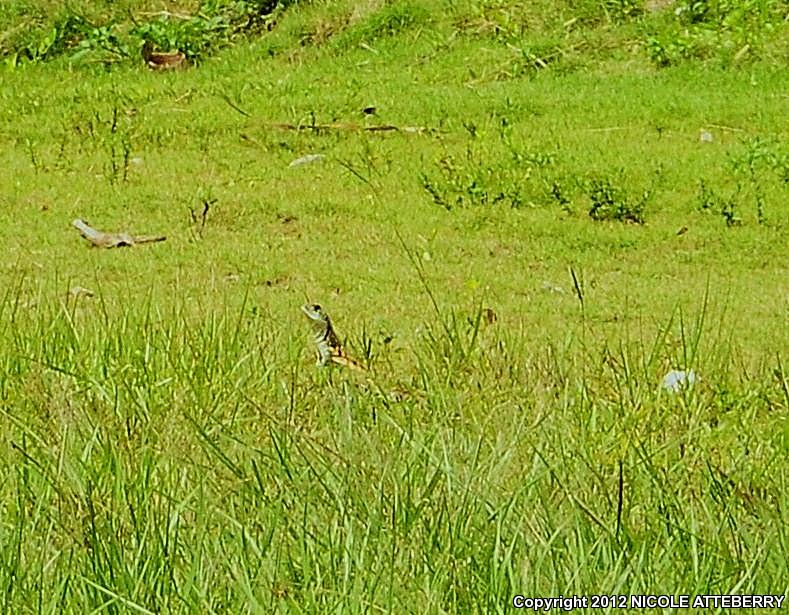 Butterfly Lizard (Leiolepis belliana)