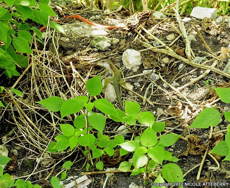 Giant Whiptail (Aspidoscelis motaguae)