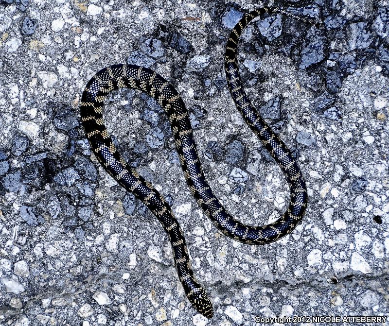 Florida Kingsnake (Lampropeltis getula floridana)