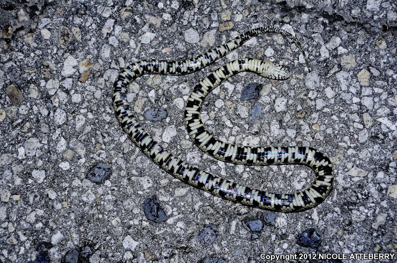 Florida Kingsnake (Lampropeltis getula floridana)