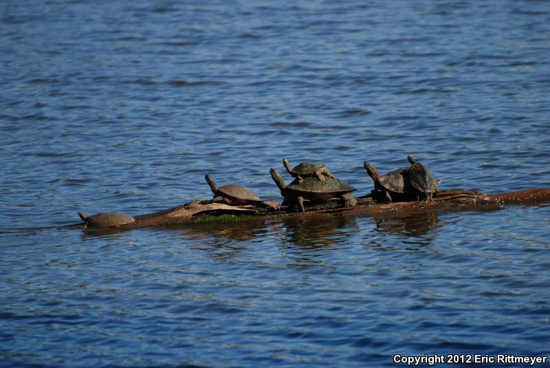 Mississippi Map Turtle (Graptemys pseudogeographica kohnii)