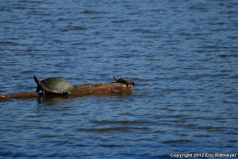 Mississippi Map Turtle (Graptemys pseudogeographica kohnii)