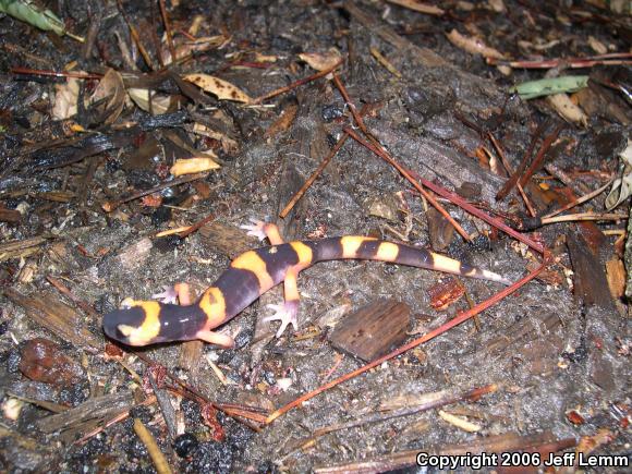 Large-blotched Ensatina (Ensatina eschscholtzii klauberi)