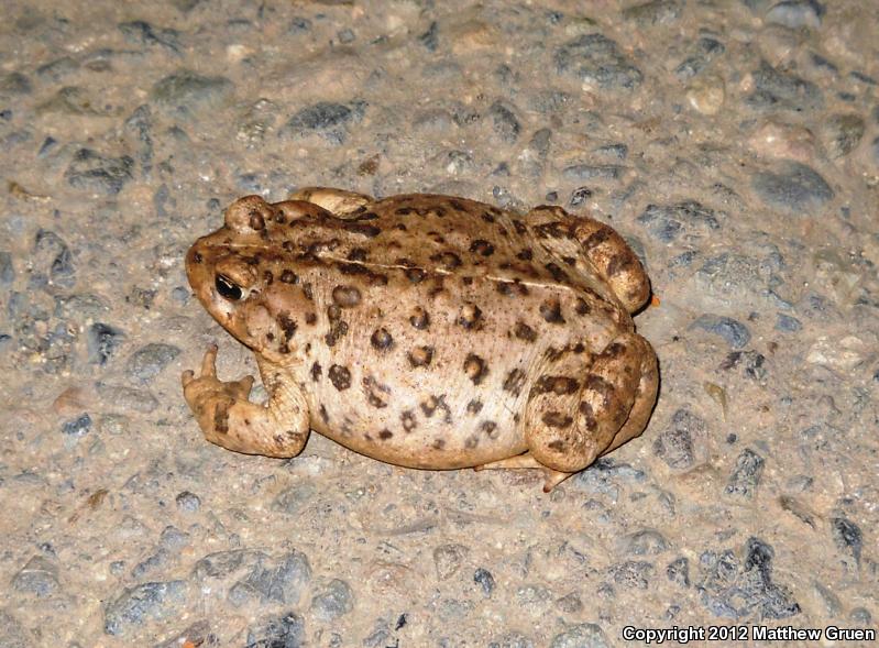 Southern California Toad (Anaxyrus boreas halophilus)