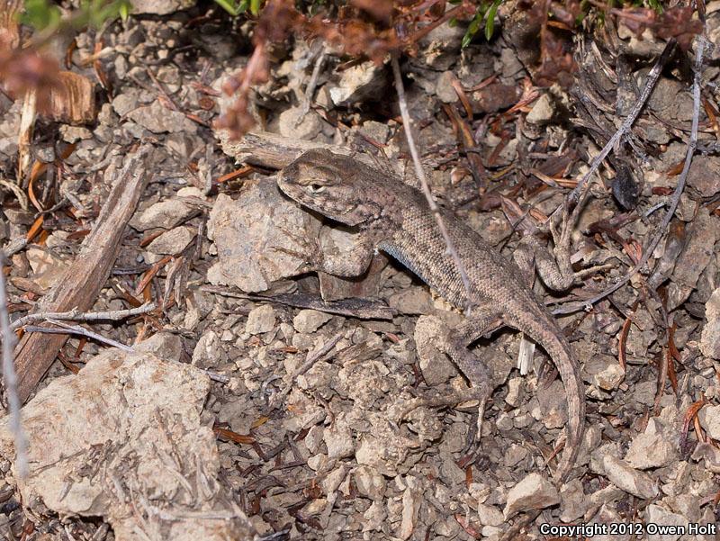 Western Sagebrush Lizard (Sceloporus graciosus gracilis)