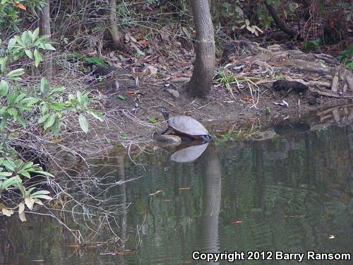 Alabama Red-bellied Cooter (Pseudemys alabamensis)