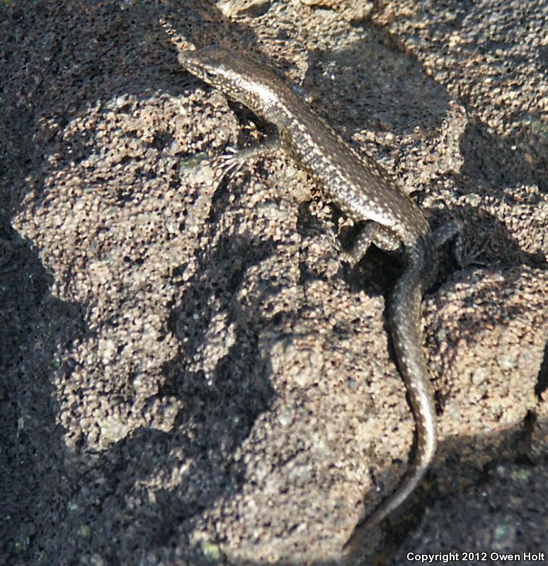 Mottled Snake-eyed Skink (Cryptoblepharus poecilopleurus)