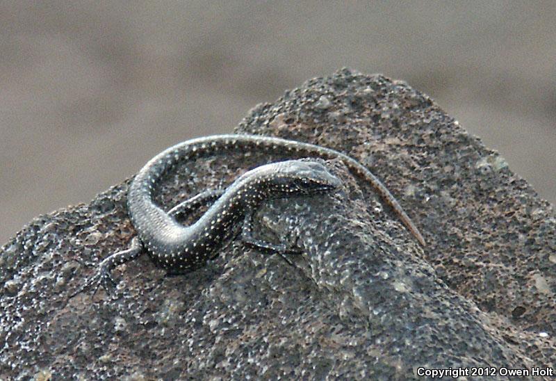Mottled Snake-eyed Skink (Cryptoblepharus poecilopleurus)