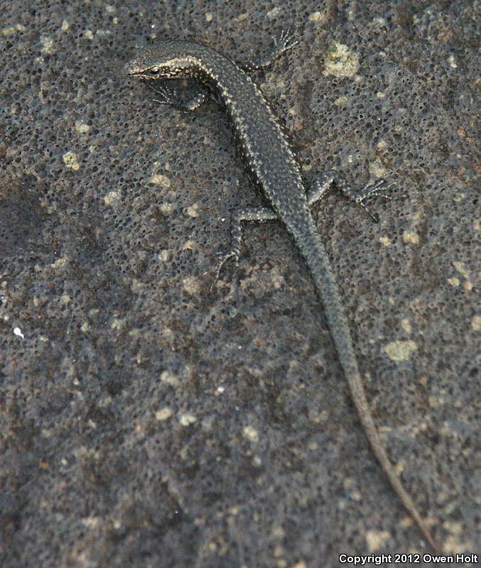 Mottled Snake-eyed Skink (Cryptoblepharus poecilopleurus)