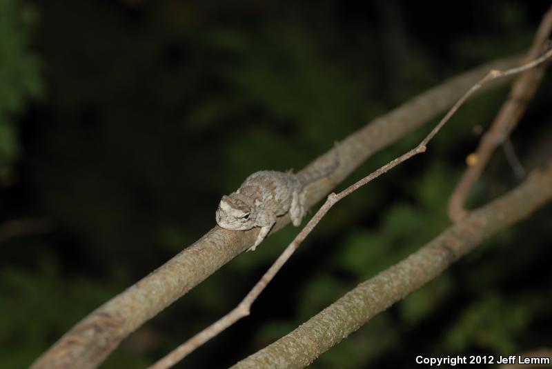 Black-nosed Lizard (Sceloporus melanorhinus)