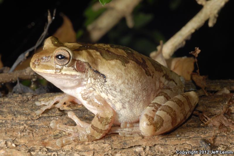 Mexican Treefrog (Smilisca baudinii)