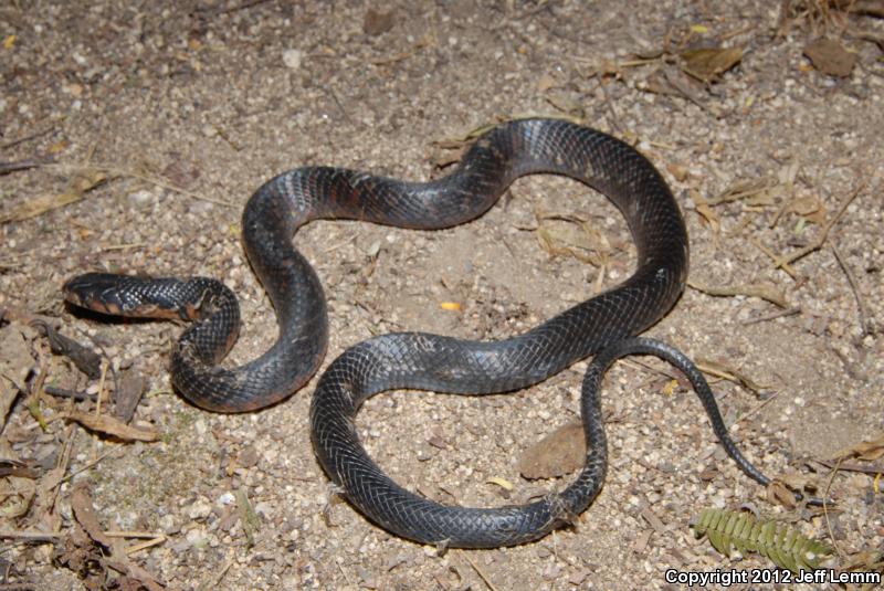 Mexican West Coast Cribo (Drymarchon melanurus rubidus)