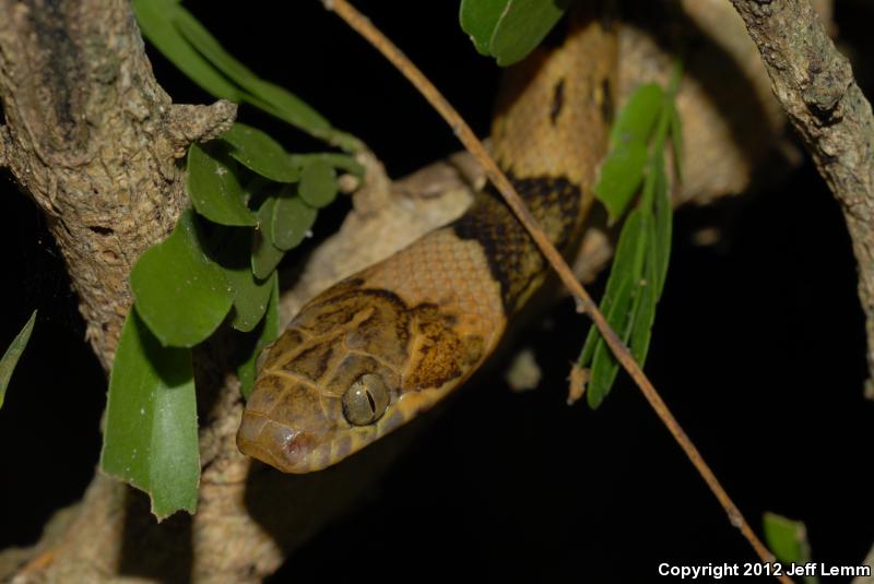 Banded Cat-eyed Snake (Leptodeira annulata)