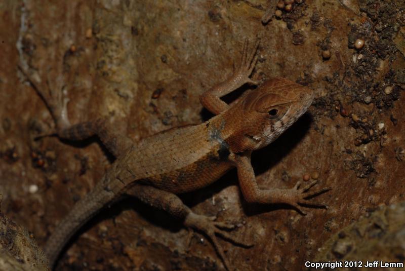 Long-tailed Spiny Lizard (Sceloporus siniferus)