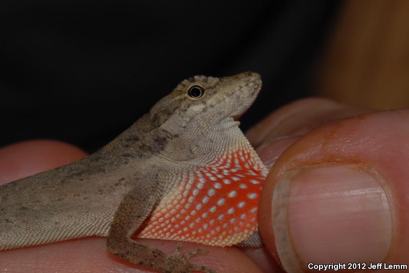 False Clouded Anole (Anolis nebuloides)