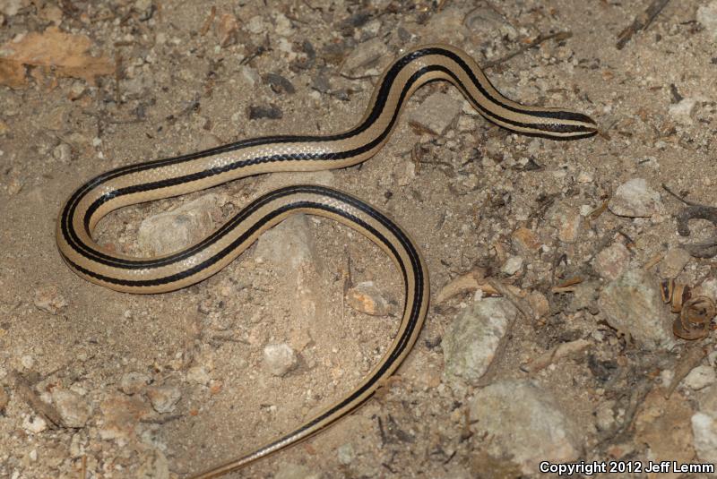 Striped Road Guarder (Conophis vittatus)