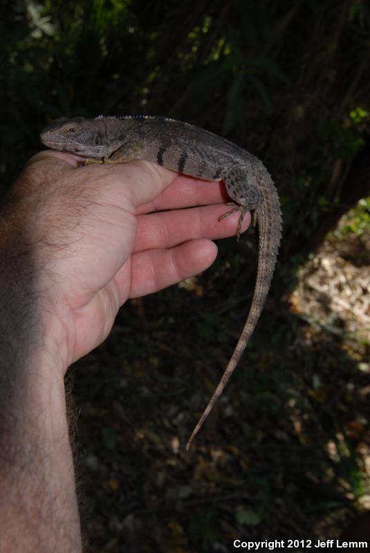 Oaxaca Spiny-tailed Iguana (Ctenosaura oaxacana)