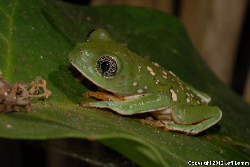 Mexican Leaf Frog (Pachymedusa dacnicolor)