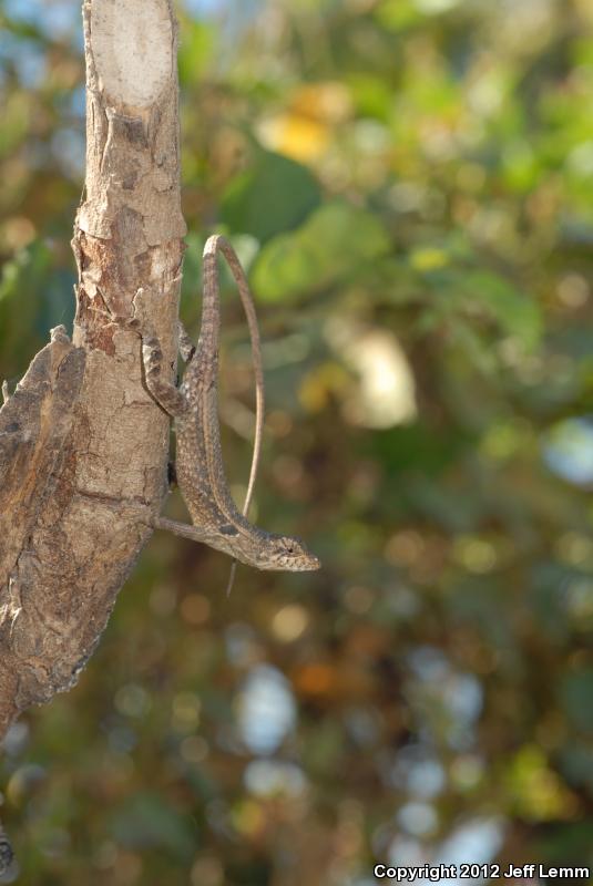 Long-tailed Spiny Lizard (Sceloporus siniferus)