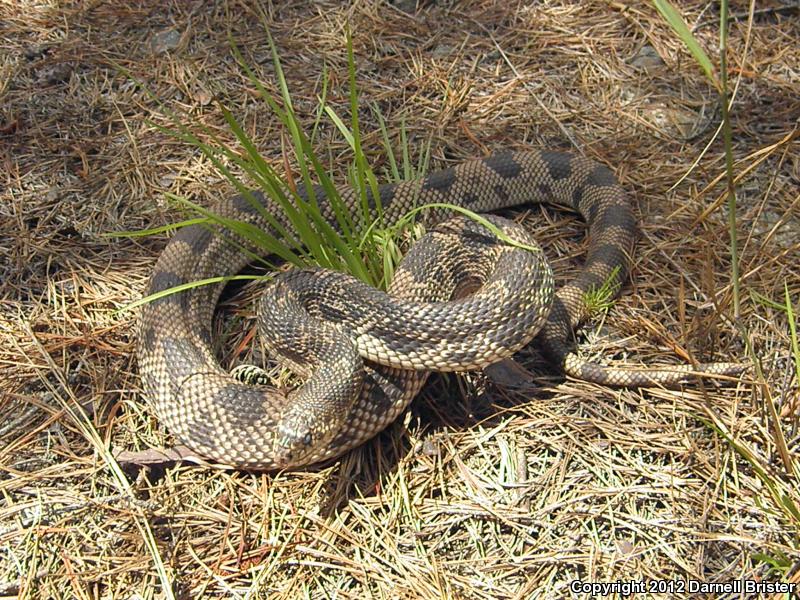 Northern Pinesnake (Pituophis melanoleucus melanoleucus)