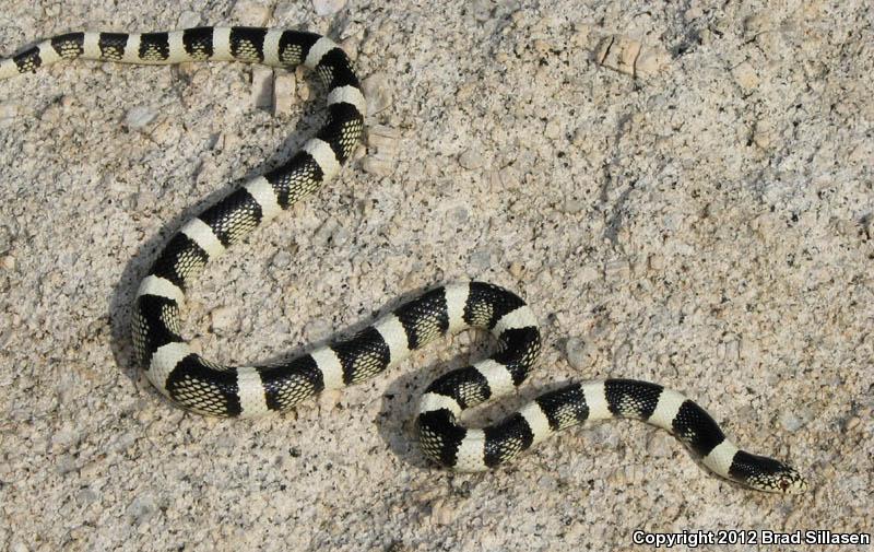 Western Long-nosed Snake (Rhinocheilus lecontei)