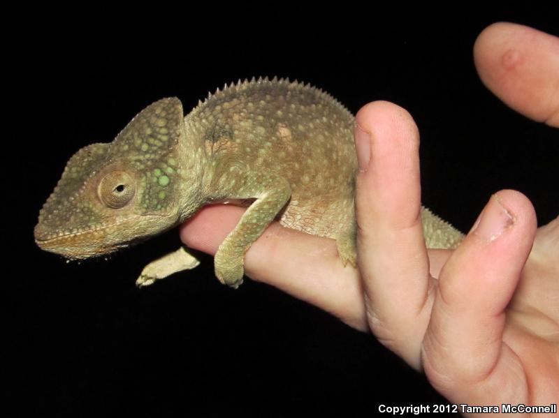 Oustalet's Chameleon (Furcifer oustaleti)