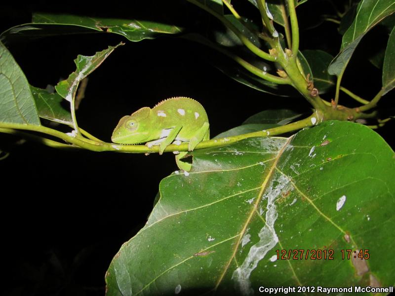 Oustalet's Chameleon (Furcifer oustaleti)