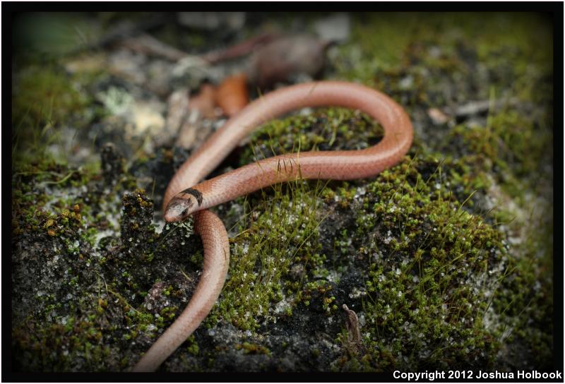 Coastal Dunes Crowned Snake (Tantilla relicta pamlica)