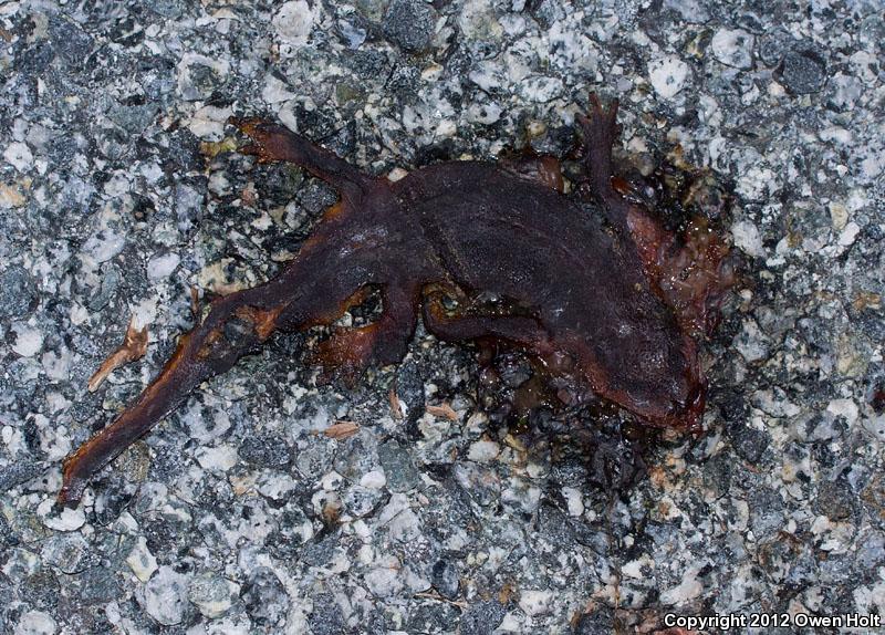 Coast Range Newt (Taricha torosa torosa)