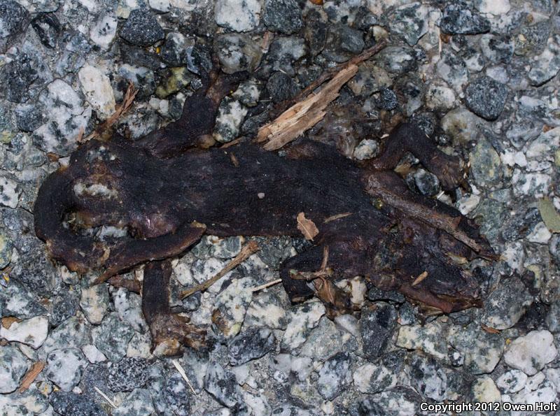 Coast Range Newt (Taricha torosa torosa)