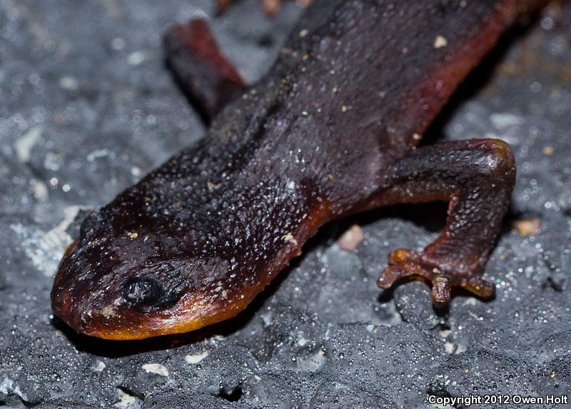 Coast Range Newt (Taricha torosa torosa)